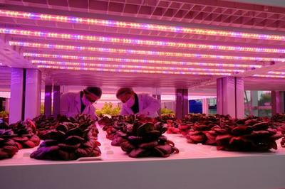 浙江吳興運用高技術手段打造農業&ldquo;夢工廠&rdquo;