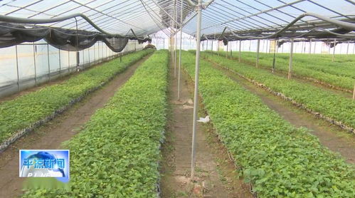 平?jīng)?產(chǎn)業(yè)扶貧政策激發(fā)貧困群眾發(fā)展動(dòng)力