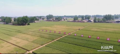 到2022年 河北農(nóng)業(yè)科技進步貢獻率超61.5