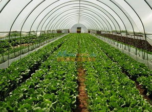 百色溫室大棚 溫室大棚造價是多少