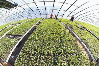 河北樂(lè)亭:新技術(shù)新服務(wù)新產(chǎn)品助農(nóng)增收