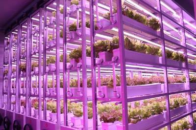 農業高科技助力卡塔爾世界杯,中國植物工廠成功&ldquo;出圈&rdquo;